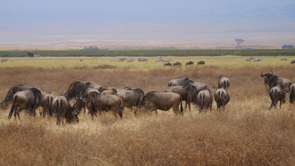 Naklejka na ściany i meble Gnu Herde in der Serengeti weidend im Grasland, im Hintergrund Zebras und Elefanten, Ostafrika, Tansania