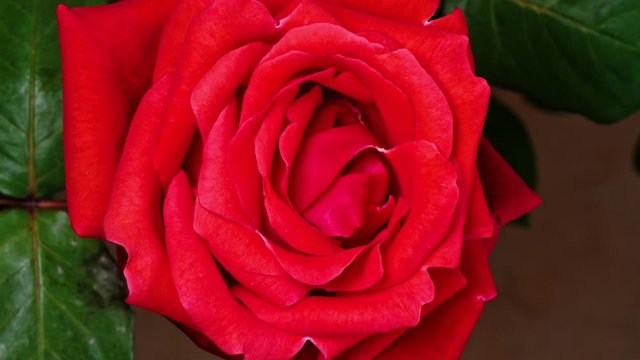 Time lapse footage of red rose growing blossom on green leaves background, 4k zoom out movie, close up b roll shot.