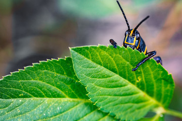 Black grasshopper hiding bashfully behind a leaf