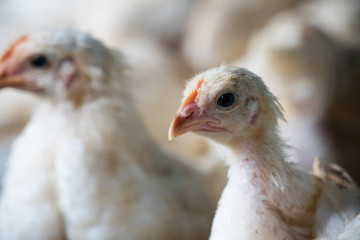 Group of healthy broiler chicken in poultry