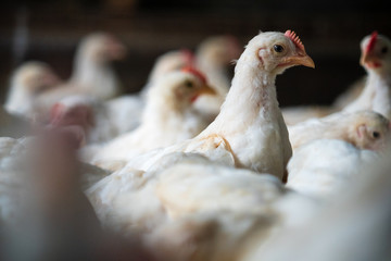 Group of healthy broiler chicken in poultry