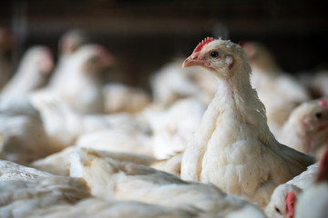 Group of healthy broiler chicken in poultry