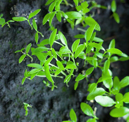 Growing the parsley.