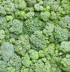 Broccoli green plant vegetable textured background, summer backdrop texture for your design, closeup, copy space, macro, organic healthy vegan food concept