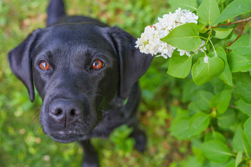 Schwarzer Labrador mit einer Blüte