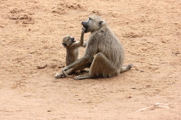 Zeig mal deine Zähne