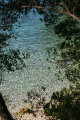 Photo of a beach with clear sea taken through pines branches
