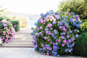 Big hydrangea bushes in garden by sea. Pink, blue, lilac, violet, purple flowers blooming in spring and summer in town streets.