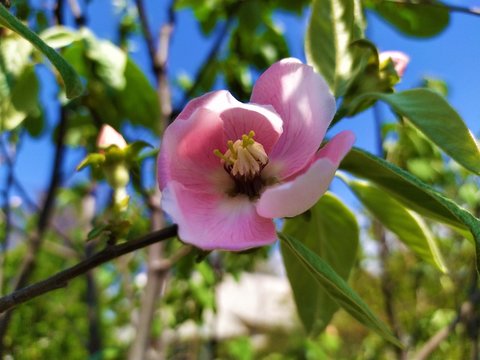 A large pink flower on a young quice tree.