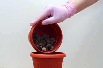 gloved hand layers expanded clay aggregate drainage in pot for transplanting houseplant