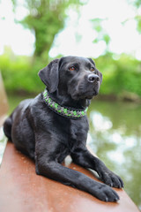 Schwarzer Labrador liegt am Fluss