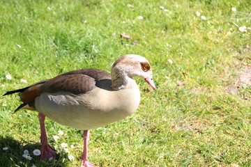 Egyptian goose