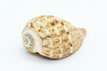 seashell isolated on white background