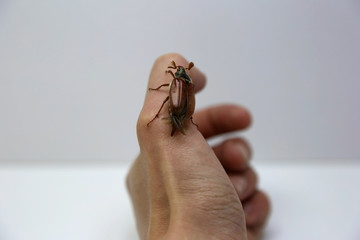 the may beetle in the hand