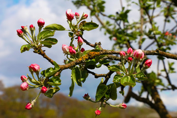 beautiful flowers on the apple tree in nature