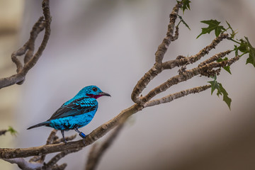 Spangled cotinga (Cotinga cayana)