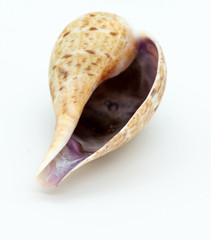 Shell upside down on white background