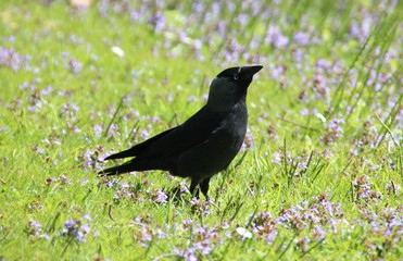 blackbird on the grass