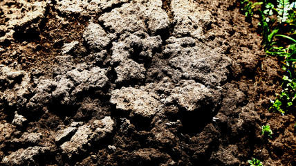 A hill in the garden made of moles.