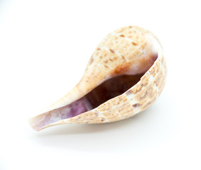 Shell upside down on white background
