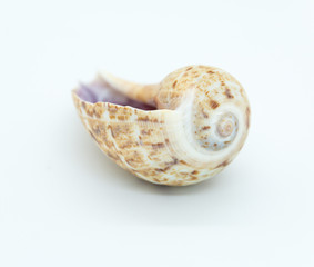 Shell upside down on white background