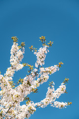 Blühende Bäume im Frühling bei klarem und blauen Himmel - 345108743
