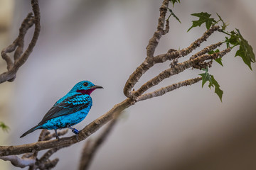 Spangled cotinga (Cotinga cayana)