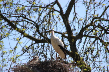 stork in nest