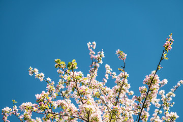 Blühende Bäume im Frühling bei klarem und blauen Himmel - 345108798
