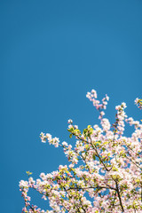 Blühende Bäume im Frühling bei klarem und blauen Himmel - 345108799