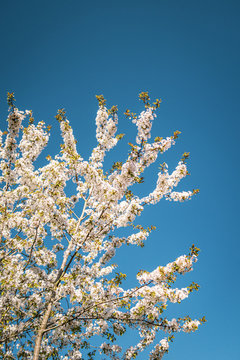Blühende Bäume im Frühling bei klarem und blauen Himmel