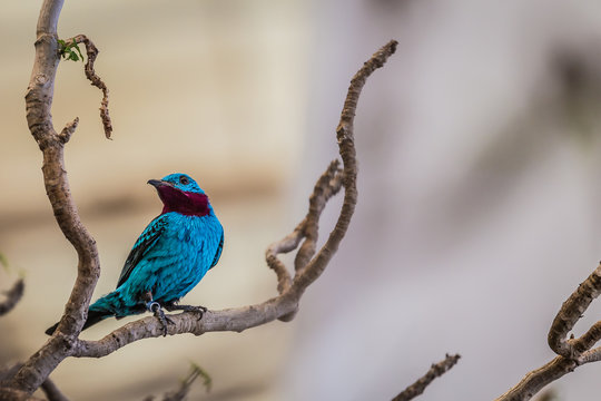 Spangled cotinga (Cotinga cayana)