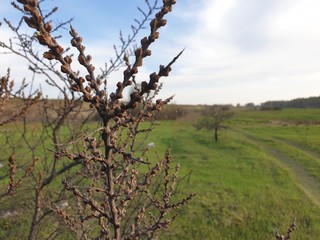 tree in bloom