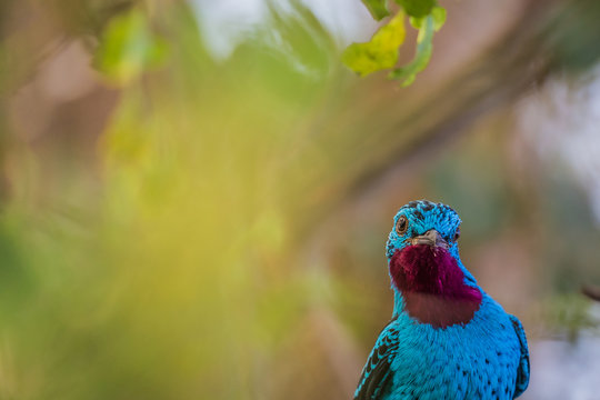 Spangled cotinga (Cotinga cayana)