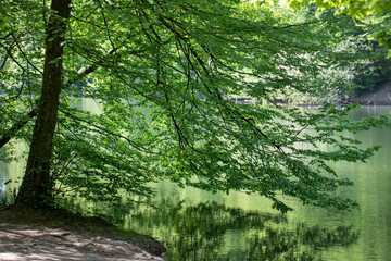 Big treetops branches touching the surface of a lake