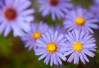 Blue aster flowers.