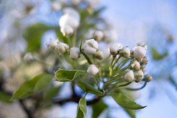 Blossoming apple tree, closeup, on the sky background