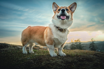 Pembroke welsh corgi