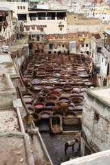 Leather dying in a traditional tannery, Fes, Morocco