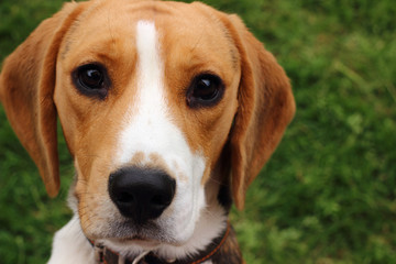 Beagle dog closeup