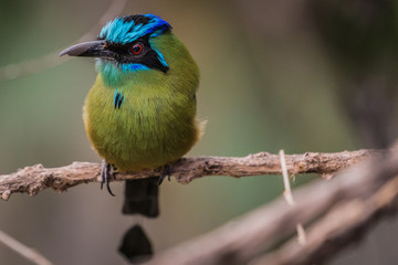 Blue-crowned motmot (Momotus momota)