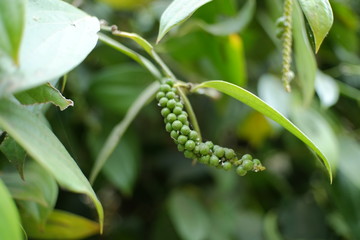 Black pepper is a flowering vine in the family Piperaceae, cultivated for its fruit, known as a peppercorn, which is usually dried and used as a spice and seasoning.