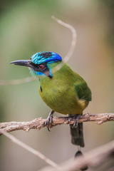 Blue-crowned motmot (Momotus momota)