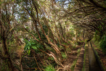Levada in Madeiera