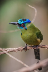 Blue-crowned motmot (Momotus momota)