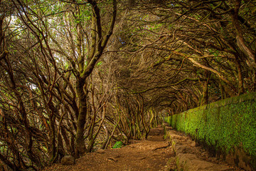 Levada in Madeiera