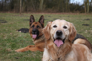 Schäferhund