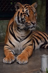 Fototapeta na wymiar The male tiger is staring at something.