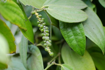 Black pepper is a flowering vine in the family Piperaceae, cultivated for its fruit, known as a peppercorn, which is usually dried and used as a spice and seasoning.
