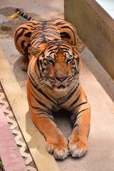 A Bengal tiger sitting on a flat surface